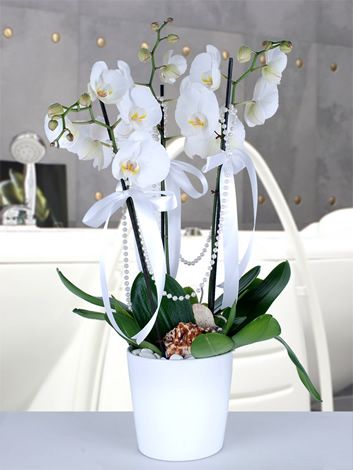 Beyaz 3 Lü Orkide